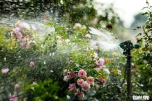 El cultivo de flores comenzó hace más de 20 años en el distrito de Me Linh. (Fotografía: tuoitre.vn)