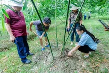 Un modelo de turismo agrícola ecológico en Bac Giang. (Fotografía: Nhan Dan)