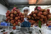 Línea de procesamiento de lichis para exportación en la compañía de importación y exportación de alimentos de Toan Cau. (Fotografía: VNA)