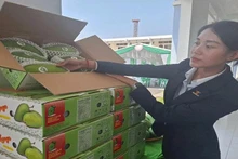 Tien Giang envía el primer lote de mangos de piel verde a Estados Unidos en una ceremonia celebrada el 19 de marzo. (Fotografía: Nhan Dan)