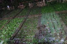 Fuertes aguaceros y granizo azotan Lao Cai. (Fotografía: VNA)