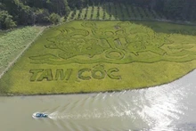 Pintura de arroz en la provincia de Ninh Binh impresiona a los visitantes. (Fotografía: VNA)