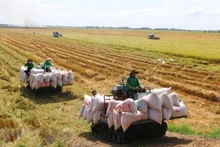 Cosechan el arroz en campo. (Fotografía: VNA)