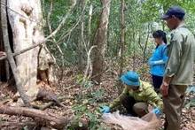 Libren al hábitat natural macaco de cola de cerdo. (Fotografía: VNA)