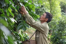 Cosecha de café en Vietnam. (Fotografía: VNA)