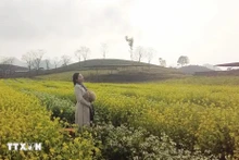 Campos de mostaza de Moc Chau cautivan a los visitantes. (Fotografía: VNA)