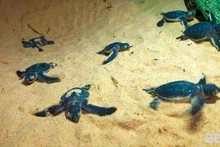 Las tortugas marinas se encuentran entre las especies en peligro de extinción que figuran en el Libro Rojo. (Fotografía: baobinhdinh.vn)