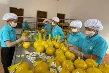 Corea del Sur permite importar pomelo de Vietnam