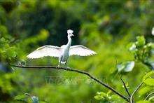 Vietnam es reconocido como uno de los países con la biodiversidad más rica del mundo. (Fotografía: VNA)