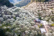Flores de albaricoque nievan valle vietnamita de Mu Nau