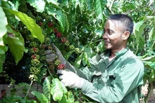 El café vietnamita es recibido por consumidores africanos. (Fotografía: VNA)
