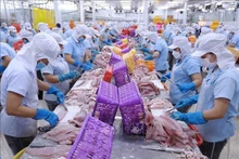 Procesamiento de pangasius para exportación en la compañía Navico Nam Viet (NAVICO) en la ciudad de Long Xuyen, provincia de An Giang. (Fotografía: VNA)
