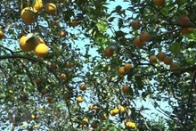 Huertos de naranjos se plantan con estándares de producción limpios y seguros de VietGap. (Fotografía: VNA)