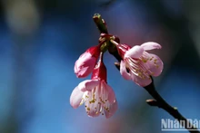 Ciudad vietnamita de Da Lat seduce con tono rosado