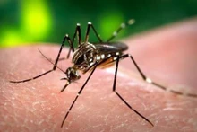 Casos de dengue en Laos registran aumento fuerte