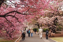 Turistas vietnamitas a Japón suman cifra récord. (Fotografía: VNA)