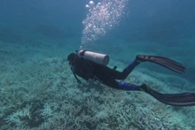 Las actividades de natación y buceo para contemplar corales en varias zonas del Parque Nacional de Con Dao se suspenderán temporalmente. (Fotografía: Parque Nacional de Con Dao)