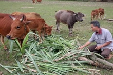 Ayuda de ONGs extranjeras contribuye a reducir la pobreza en Vietnam.(Fotografía: VNA)