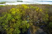 Cada vez que el otoño toca la puerta, los paisajes de Ru Cha se cubren de un color amarillo tan resplandeciente que hace exclamar a cualquier visitante. (Fotografía: VOV)