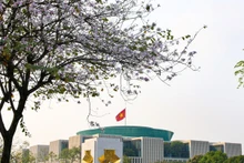 Capital vietnamita luce manto floral de las montañas del Noroeste
