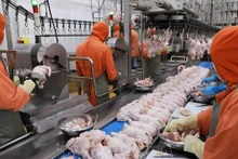 Línea de procesamiento de pollo en una fábrica en el parque industrial de Phu Nghia, en el distrito de Chuong My, Hanói. (Fotografía: VNA)