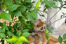 El loris (Nycticebus pygmaeus) se descubre en el distrito de Cho Don, provincia de Bac Kan. (Fotografía: VNA)