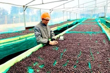 Café vietnamita para la exportación. (Fotografía: VNA)