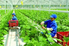 De las 12 áreas verdes que el BEV orienta a las instituciones de crédito para ofrecer efectivos, la deuda se ha centrado en el sector de agricultura verde con un 32 por ciento. (Fotografía: nongnghiep.vn)
