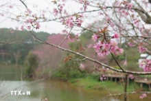 Flores de durazno silvestre tiñen de rosa ciudad de Mang Den en Kon Tum