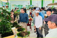 El mercado de ginseng Ngoc Linh se celebra mensualmente en el distrito de Nam Tra My, en la provincia de Quang Nam. (Fotografía: Nhan Dan)