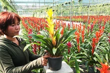 Bulliciosa aldea de flores de Cho Lach
