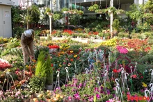 Bulliciosos mercados de flores por el Tet en la capital vietnamita