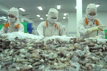 Camarones vietnamitas para la exportación. (Fotografía: VNA)