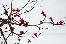 Floración del algodonero rojo embellece calles en Hoa Binh