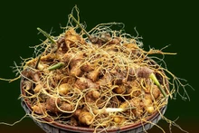 El ginseng de Ngoc Linh. (Fotografía: Compañía de Ginseng Ngoc Linh Kon Tum)