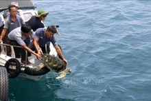 Liberan tres tortugas raras a su hábitat natural. (Fotografía: VNA)