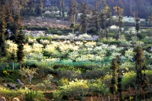 El encanto de la meseta de Bac Ha en la temporada de flores de ciruelo