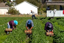 El sector agrícola de Canadá enfrenta una posible falta de mano de obra. (Fotografía: CROPTRACKER)