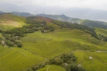 Los campos en forma de terrazas se extienden desde la cima hasta el pie de la colina, creando un paisaje majestuoso. (Fotografía: VNA)