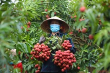 Vietnam prevé aumentar su cosecha de lichi en 2025. (Fotografía: hanoimoi.vn)