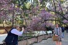 Vietnam es mercado emisor de más rápido crecimiento de turismo de Australia. (Fotografía: VNA)
