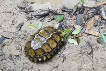Tortuga grabada (Manouria impressa). (Fotografía: Reserva Natural de Hon Ba)