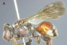 Descubren una nueva especie de abeja en la provincia de Ha Tinh. (Fotografía: Instituto de Ecología y Recursos Biológicos de la Academia de Ciencia y Tecnología de Vietnam)