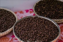 El café robusta, producto estrella de Vietnam. (Fotografía: VNA)