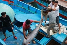 Los marineros clasifican los pescados el puerto de Hon Ro, provincia de Khanh Hoa. (Fotografía: VNA)