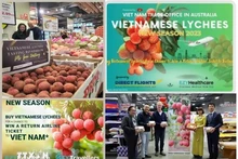 La Oficina Comercial de Vietnam en Australia ha llevado a cabo una serie de actividades de promoción del lichi en el país de Oceanía en los últimos tiempos. (Fotografía: VNA)