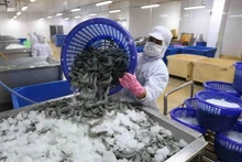 Procesamiento de camarones para la exportación. (Fotografía: VNA)