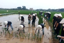 Visitantes internacionales están entusiasmados de experimentar las actividades de plantación de arroz en la antigua aldea de Duong Lam. (Fotografía: VNA)