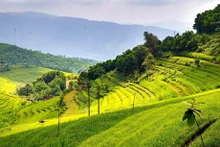 Campos en terrazas, potencial para el desarrollo turístico en Hoa Binh