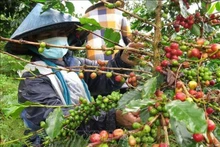 El cultivo de café en Vietnam. (Fotografía: VNA)